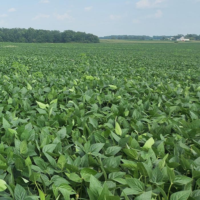 Soybeans